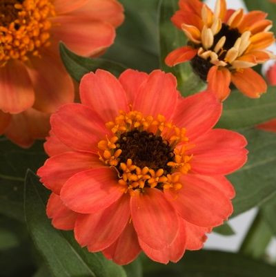 Zinnia Profusion DeepApricot,Zinnia Profusion Series, Zinnia Elegans 'Profusion, Zinnia angustifolia 'Profusion', Zinnia x hybrida 'Profusion', Drought tolerant plants, heat tolerant plants, Humidity tolerant plants, Low maintenance plants